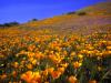 Antelope Valley Hillside California